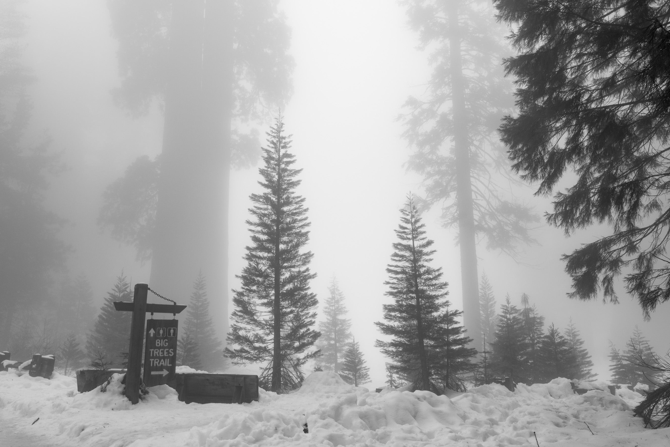 Winter Vacation In Sequoia National Park DELSEY PARIS INT winter-vacation-in-sequoia-national-park-delsey-paris-int