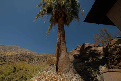 Palm Springs — A Modernist Desert Oasis
